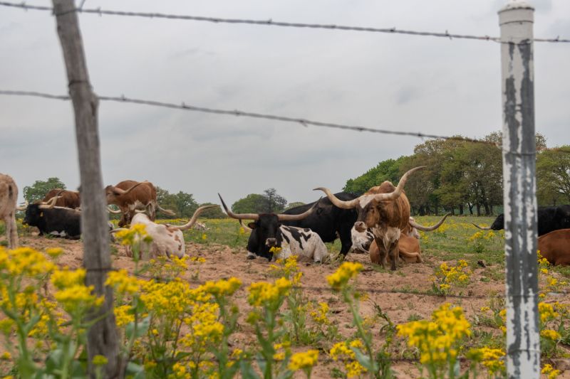 Farm Fencing with Barbed Wire